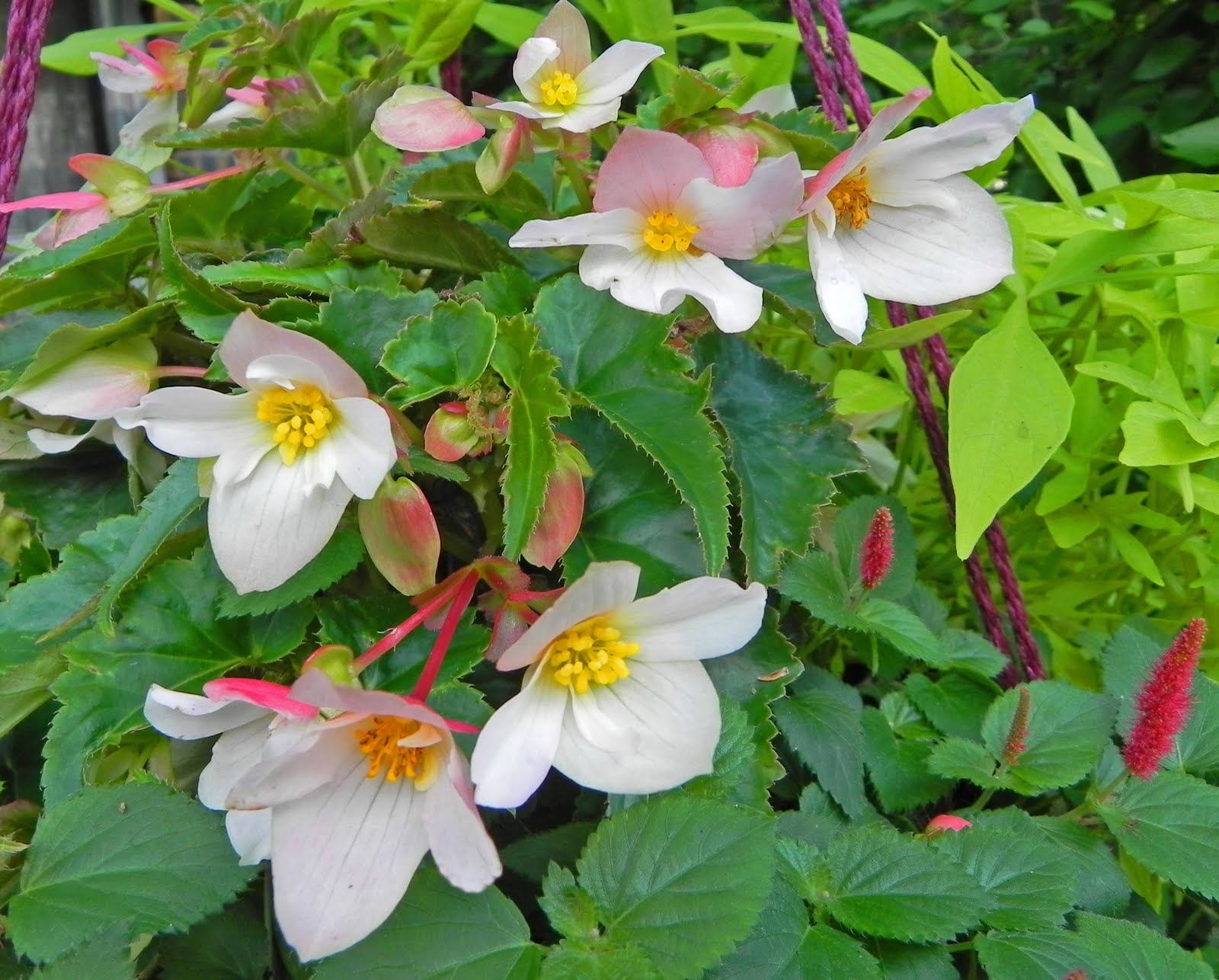 B. ‘Beaucoup White’